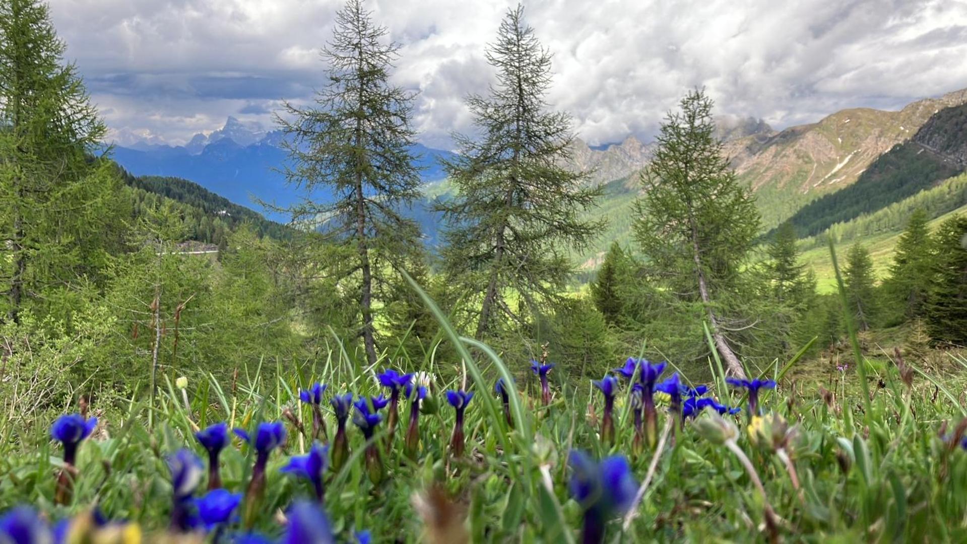 Hotel Garni Salvanel กาวาเลเซ ภายนอก รูปภาพ